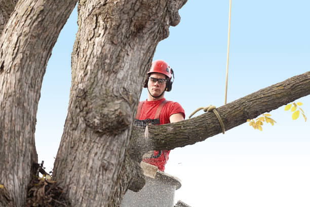 How Our Tree Care Process Works  in  Kingston, PA